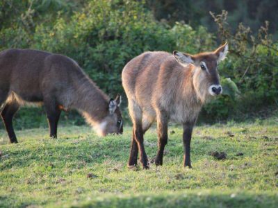 August- Ngorongoro - Not sure -Ewa