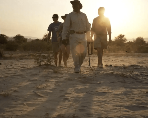 Walking Safaris