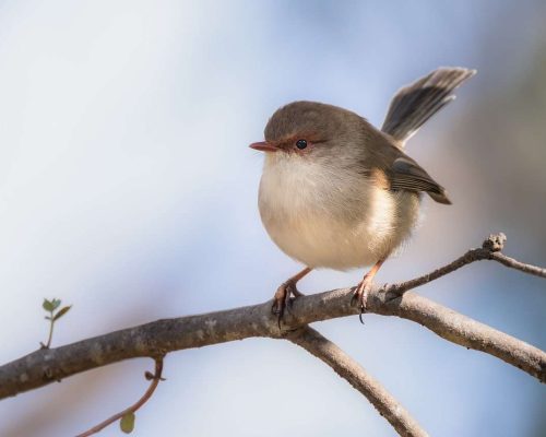 superb-fairywren-8010454_1280